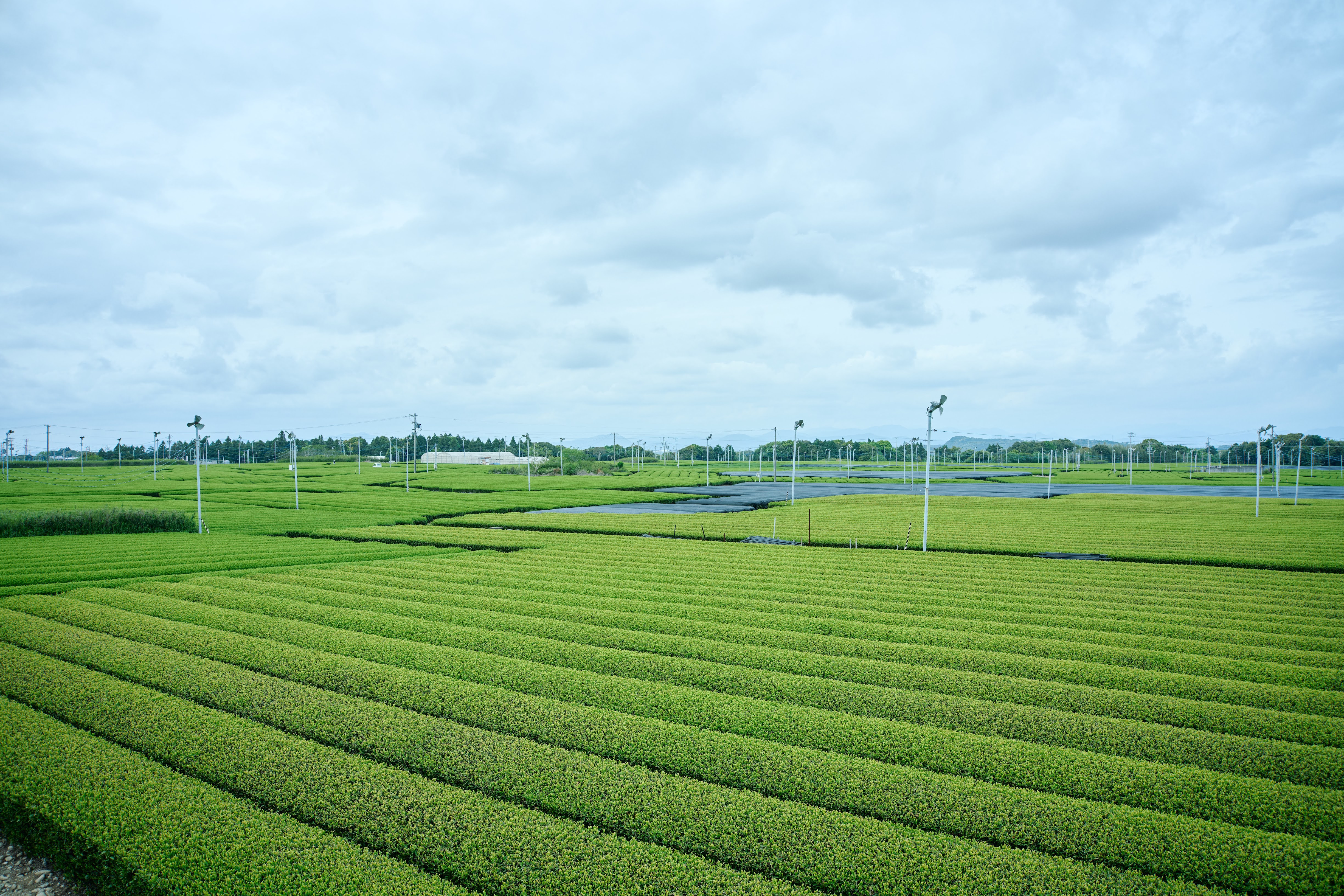 Productor japonés revisando hojas de té